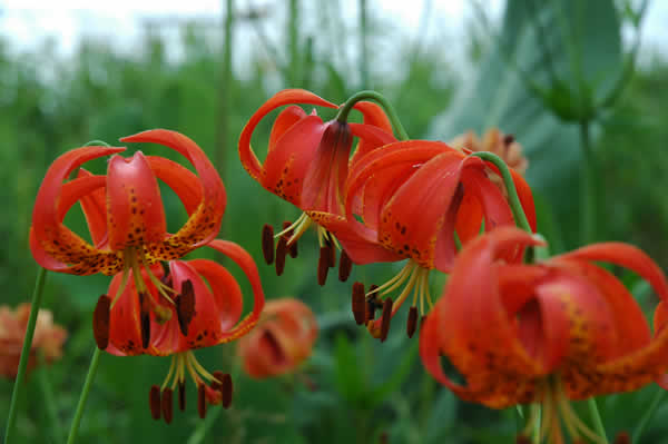 Michigan lily